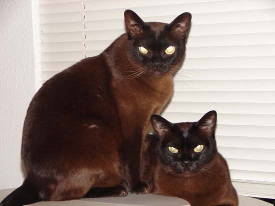 Kahlua and Teaka