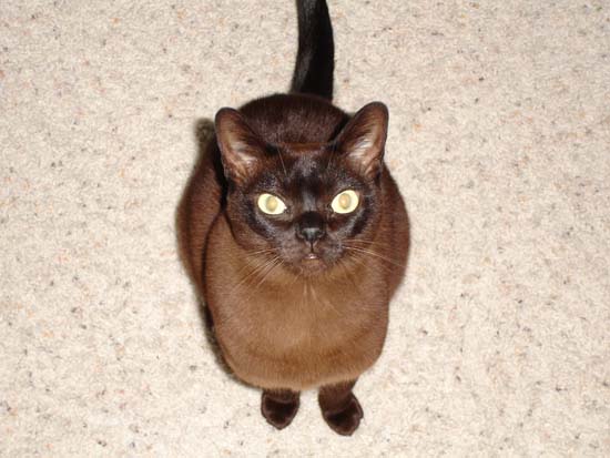 Teaka