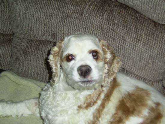 Toby