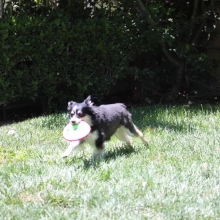 Zoey Playing with Frisbee