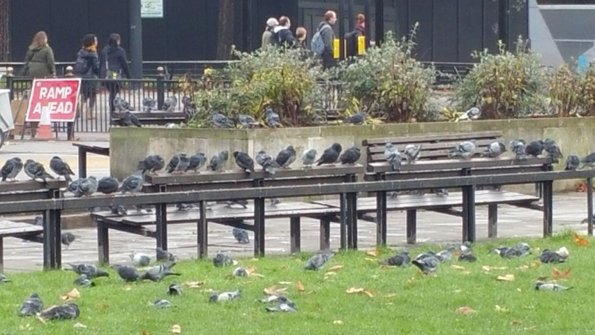 Pigeons in the park