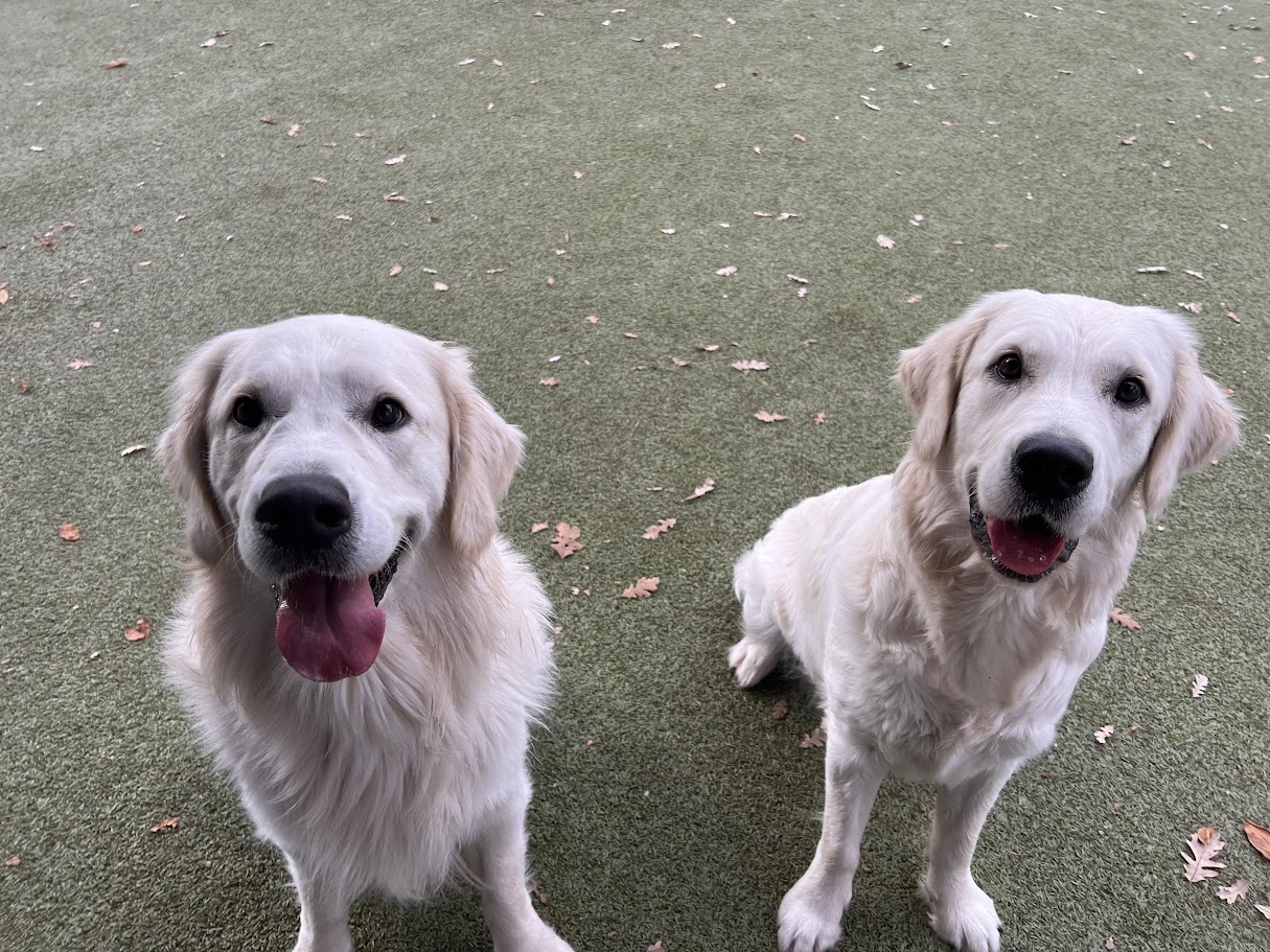 Bella and a buddy - she's the one on the right!